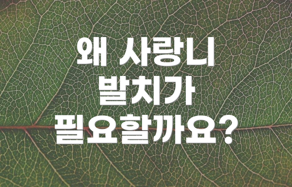 왜 사랑니 발치가 필요할까요?